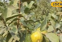 अमरूद का फल ही नहीं, पत्ता भी है कमाल,जानें फायदे और सेवन का सही तरीका