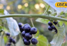 घास-फूंस नहीं ये सचमुच की संजीवनी, पीलिया से इंफेक्शन तक में रामबाण! झट से भगाए फोड़े-फुंसी, दाद-खाज – Uttarakhand News