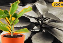 Pattharchata Health Benefits: घर का देसी डॉक्टर है ये पौधा, पथरी से माइग्रेन तक का इलाज, लाएगा सुख-समृद्धि – Madhya Pradesh News