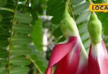 आलू-पनीर के पकौड़े खाए हैं…. लेकिन क्या चखे हैं अगस्त फूल के कुरकुरे पकौड़े? जानिए आसान रेसिपी