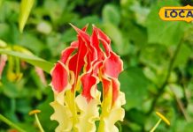 आग जैसा दिखने वाला ये जहरीला पौधा… काट देगा सांप का जहर! फ्लावर नहीं, फायर है ये प्लांट – Uttar Pradesh News