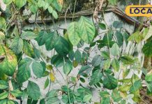 Health Tips:जानवर हो या इंसान, लकवा बीमारी में रामबाण हैं ये नीली पत्तियां, एक्सपर्ट से जानें चबाने का तरीका