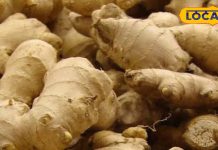 इन 5 बीमारियों के लिए काल है अदरक, इसके फायदे हीरे-मोती से ज्यादा कीमती, तगड़ा दर्दनिवारक – Uttar Pradesh News