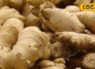 इन 5 बीमारियों के लिए काल है अदरक, इसके फायदे हीरे-मोती से ज्यादा कीमती, तगड़ा दर्दनिवारक – Uttar Pradesh News