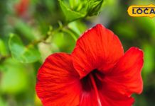 11 से अधिक रोगों में फायदेमंद, जानें इस चमत्कारिक फूल के फायदे और इस्तेमाल का तरीका – Uttar Pradesh News