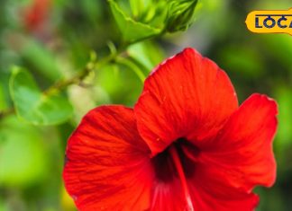 11 से अधिक रोगों में फायदेमंद, जानें इस चमत्कारिक फूल के फायदे और इस्तेमाल का तरीका – Uttar Pradesh News