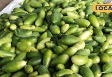 यह खीरे जैसा फल नहीं है मामूली, शरीर को बना देता है अंदर से फौलाद, आयरन और विटामिन से भरपूर – Madhya Pradesh News