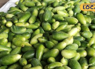 यह खीरे जैसा फल नहीं है मामूली, शरीर को बना देता है अंदर से फौलाद, आयरन और विटामिन से भरपूर – Madhya Pradesh News