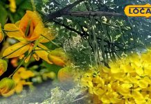 Health Tips: बच्चों की फुंसी से लेकर बड़ों की कब्ज तक! हर बीमारी का इलाज है यह पेड़, जानें उपयोग का तरीका – Rajasthan News