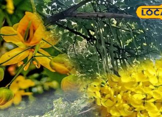 Health Tips: बच्चों की फुंसी से लेकर बड़ों की कब्ज तक! हर बीमारी का इलाज है यह पेड़, जानें उपयोग का तरीका – Rajasthan News