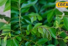 कमाल का आयुर्वेदिक पौधा, सब्जी-दाल से लेकर चटनी तक हर जगह देगा फायदा, जानें टिप्स – Uttar Pradesh News