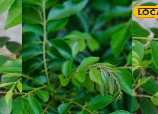कमाल का आयुर्वेदिक पौधा, सब्जी-दाल से लेकर चटनी तक हर जगह देगा फायदा, जानें टिप्स – Uttar Pradesh News