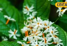 औषधीय गुणों की खान है भगवान श्रीकृष्ण का प्रिय फूल, बुखार और जोड़ों के दर्द में है रामबाण, जानें सेवन का तरीका