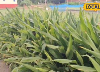 दूध में डालो या घाव पर लगाओ…हर घर में इसकी मांग, उगाना आसान, बेचना और भी आसान