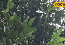 बीज से लेकर फल तक, पत्ती से लेकर जड़ तक, ये पेड़ कई बीमारियों का दुश्मन! गिनते रह जाएंगे फायदे