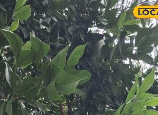 बीज से लेकर फल तक, पत्ती से लेकर जड़ तक, ये पेड़ कई बीमारियों का दुश्मन! गिनते रह जाएंगे फायदे