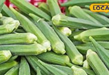 किन लोगों को नहीं खानी चाहिए भिंडी, ये 5 लोग तो हर हाल में करें परहेज