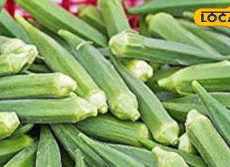 किन लोगों को नहीं खानी चाहिए भिंडी, ये 5 लोग तो हर हाल में करें परहेज