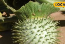 Dharure Ke Fayde: हार्ट से लेकर गठिया तक…धतूरे के ये फायदे जान हो जाएंगे हैरान, बस बरतें ये सावधानी – Uttarakhand News