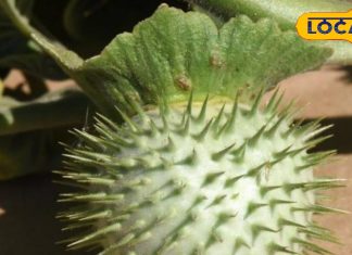 Dharure Ke Fayde: हार्ट से लेकर गठिया तक…धतूरे के ये फायदे जान हो जाएंगे हैरान, बस बरतें ये सावधानी – Uttarakhand News