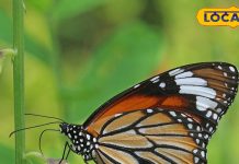 नैनीताल में बसा है तितलियों का संसार, यहां पाई जाती है भारत की सबसे बड़ी तितली…तस्वीरें मोह लेंगी आपका मन – Uttarakhand News