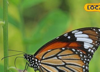 नैनीताल में बसा है तितलियों का संसार, यहां पाई जाती है भारत की सबसे बड़ी तितली…तस्वीरें मोह लेंगी आपका मन – Uttarakhand News
