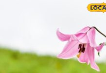 Chinap Valley is a beautiful valley of the Himalayas – Uttarakhand News