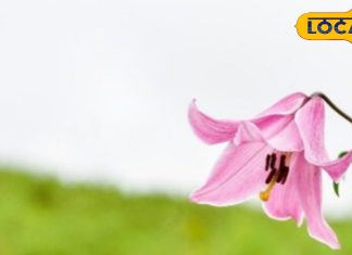 Chinap Valley is a beautiful valley of the Himalayas – Uttarakhand News