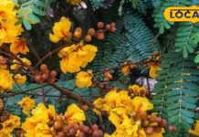 औषधीय गुणों का भंडार है गुलमोहर, गठिया से लेकर बवासीर तक में फायदेमंद