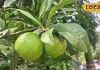 Gardening Tips: घर के गार्डन में लगा दें ये 5 फलदार पौधे, सेहत के लिए रहेंगे फायदेमंद, जानें तरीका – Uttar Pradesh News