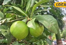 Gardening Tips: घर के गार्डन में लगा दें ये 5 फलदार पौधे, सेहत के लिए रहेंगे फायदेमंद, जानें तरीका – Uttar Pradesh News