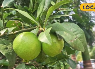 Gardening Tips: घर के गार्डन में लगा दें ये 5 फलदार पौधे, सेहत के लिए रहेंगे फायदेमंद, जानें तरीका – Uttar Pradesh News