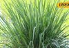 lemon grass tea benefits: इस घास में भरा है ऐसा विटामिन, कैंसर और जोड़ों की समस्या का है काल, हेल्दी और टेस्टी होती है इसकी चाय
