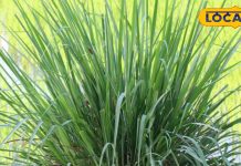 lemon grass tea benefits: इस घास में भरा है ऐसा विटामिन, कैंसर और जोड़ों की समस्या का है काल, हेल्दी और टेस्टी होती है इसकी चाय
