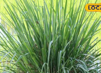 lemon grass tea benefits: इस घास में भरा है ऐसा विटामिन, कैंसर और जोड़ों की समस्या का है काल, हेल्दी और टेस्टी होती है इसकी चाय