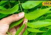 Health Tips: कड़वी लगेगी…पर कई रोगों को जड़ से खत्म कर देगी नीम की हरी पत्ती, जानें चबाने का सही तरीका