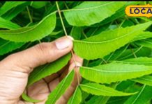 Health Tips: कड़वी लगेगी…पर कई रोगों को जड़ से खत्म कर देगी नीम की हरी पत्ती, जानें चबाने का सही तरीका
