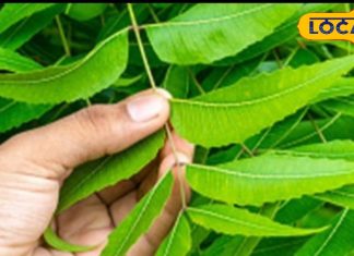 Health Tips: कड़वी लगेगी…पर कई रोगों को जड़ से खत्म कर देगी नीम की हरी पत्ती, जानें चबाने का सही तरीका
