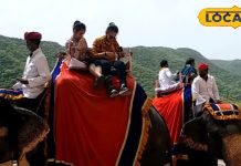 Amer Fort Expensive, Elephant Ride In Jaipur, Know New Rate