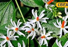 ये फूल किसी चमत्कार से कम नहीं, दूर हो जाएंगी ये सभी समस्याएं, रामबाण की तरह करता है काम – Uttar Pradesh News