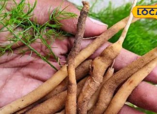 पांच गंभीर बीमारियों की रामबाण औषधि है शतावर, जानें सेवन का सही तरीका