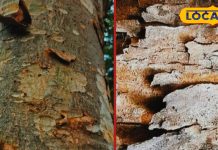 पहले ऐसे होता था स्किन ट्रीटमेंट, अर्जुन के पेड़ का तना और छाल आज भी कमाल – Madhya Pradesh News