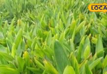 अश्वगंधा और शिलाजीत का बाप है यह जंगली पौधा, कमजोर से कमजोर व्यक्ति भी बन जाता है पहलवान, एनर्जी का वापर हाउस