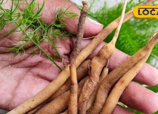 Health Tips: महिलाओं के लिए वरदान है ये जड़ी बूटी, गर्भकाल में देता है ये गजब के फायदे! ऐसे बनाकर करें इस्तेमाल