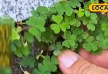 दर्द और सूजन का देसी इलाज है यह तीन पत्ती वाली घास, घरेलू दवा में होता है उपयोग, जानें इसके फायदे
