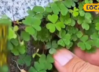 दर्द और सूजन का देसी इलाज है यह तीन पत्ती वाली घास, घरेलू दवा में होता है उपयोग, जानें इसके फायदे