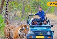 नैनीताल में करना चाहते हैं टाइगर का दीदार… तुरंत करें प्रस्थान, यहां जिप्सी के सामने ही होगा सामना – Uttarakhand News