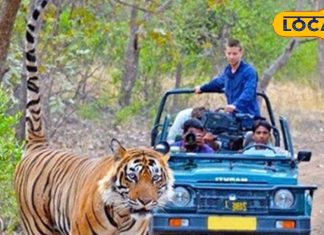 नैनीताल में करना चाहते हैं टाइगर का दीदार… तुरंत करें प्रस्थान, यहां जिप्सी के सामने ही होगा सामना – Uttarakhand News