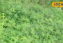 नाम है छुईमुई… छोटा सा पौधा, लेकिन घाव भरने में करता है कमाल, फायदे जानकर चौंक जाएंगे! – Uttar Pradesh News