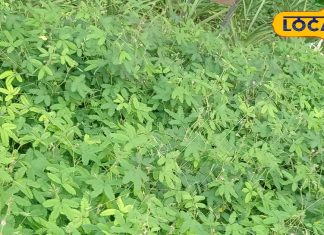 नाम है छुईमुई… छोटा सा पौधा, लेकिन घाव भरने में करता है कमाल, फायदे जानकर चौंक जाएंगे! – Uttar Pradesh News